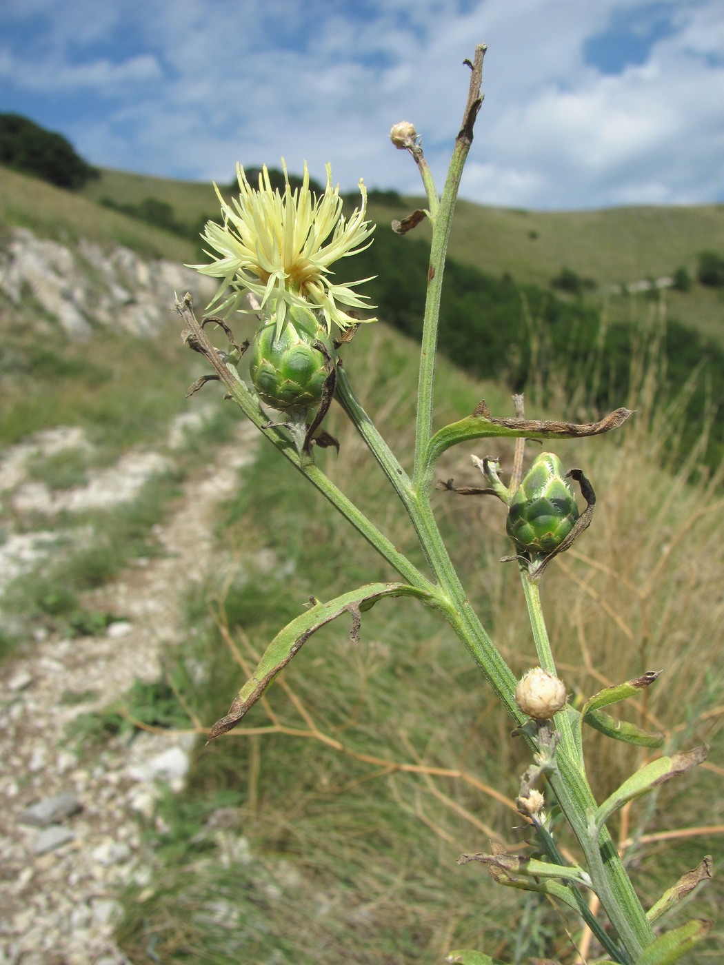 Изображение особи Centaurea salonitana.