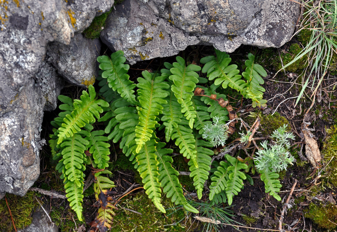 Изображение особи Polypodium vulgare.