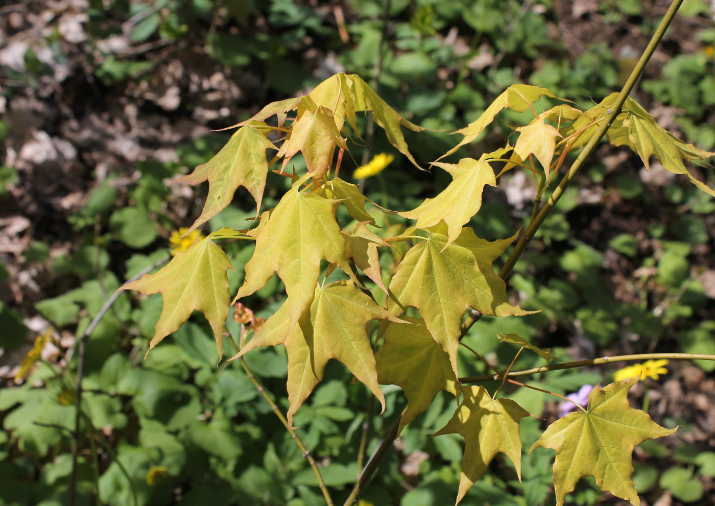 Image of Acer cappadocicum specimen.