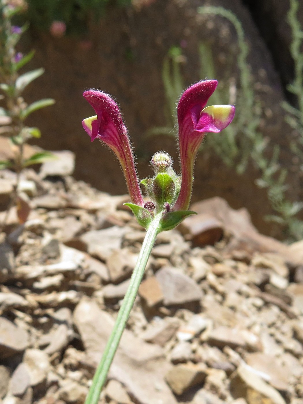 Изображение особи Scutellaria intermedia.