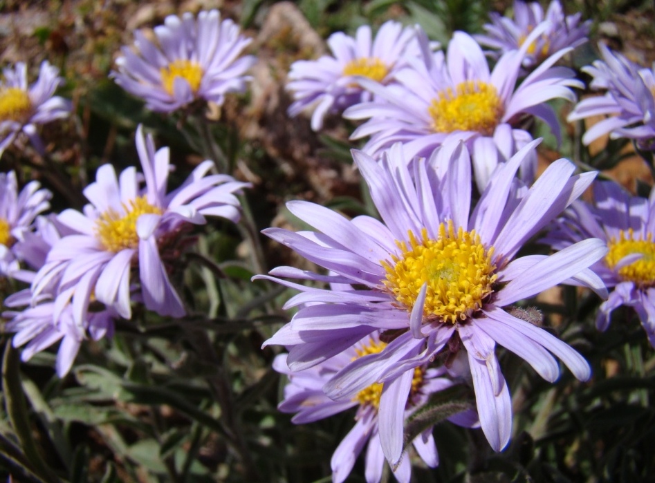 Изображение особи Aster alpinus.