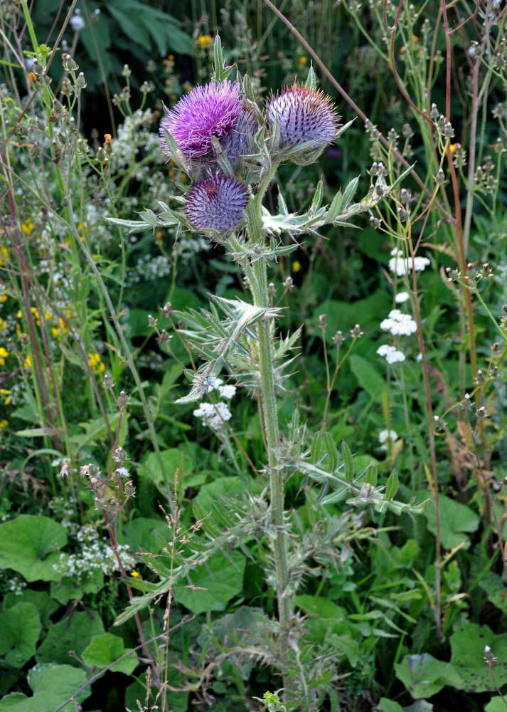 Image of Cirsium ligulare specimen.