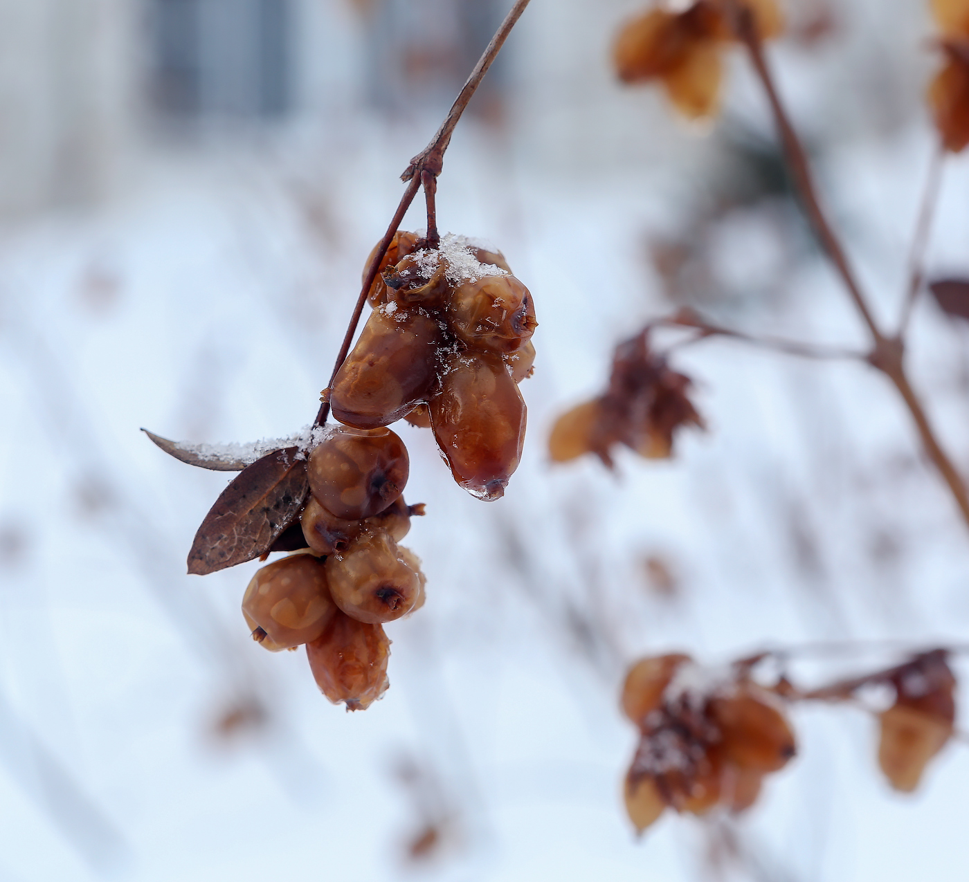 Image of Symphoricarpos albus var. laevigatus specimen.