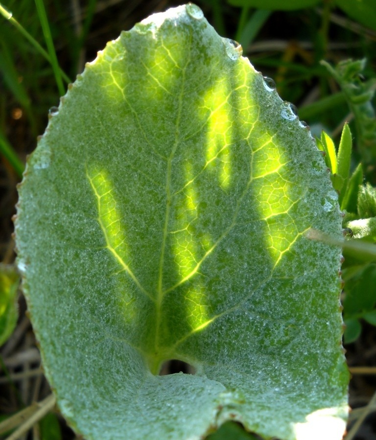 Image of Petasites spurius specimen.