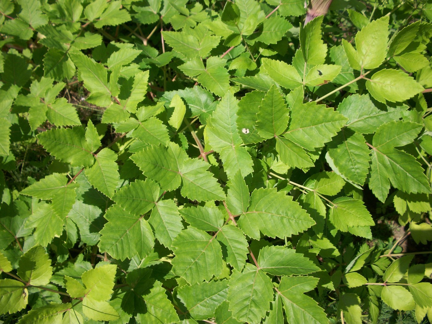 Image of Tommasinia altissima specimen.