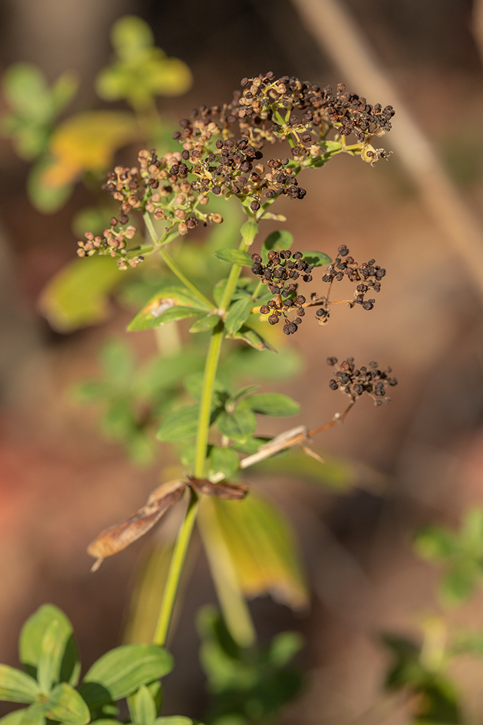 Image of Galium physocarpum specimen.