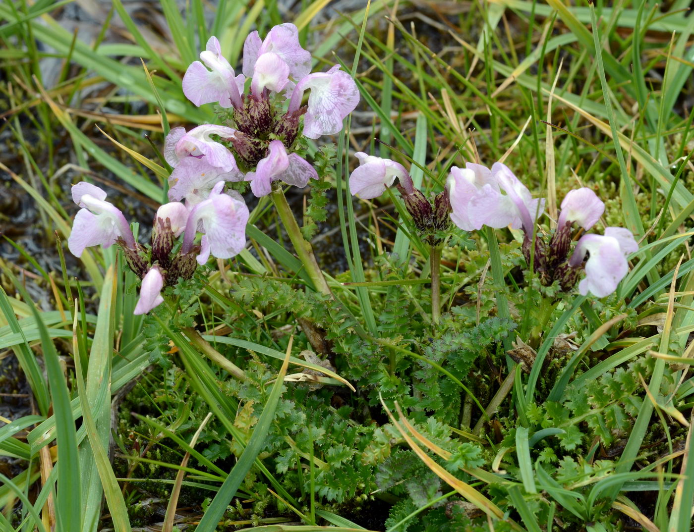 Image of Pedicularis rhinanthoides specimen.