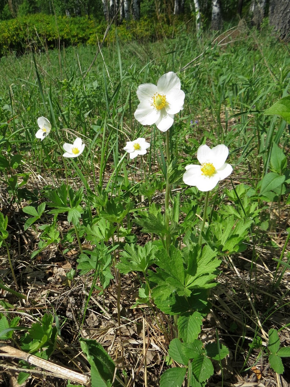 Image of Anemone sylvestris specimen.