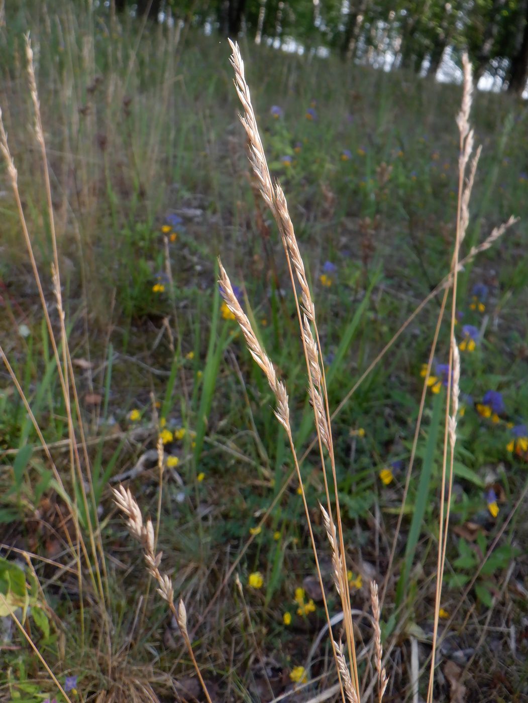 Изображение особи род Festuca.