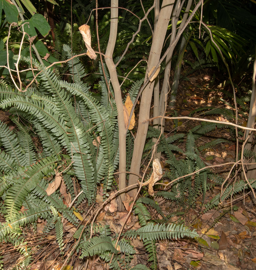 Image of Bauhinia bowkeri specimen.