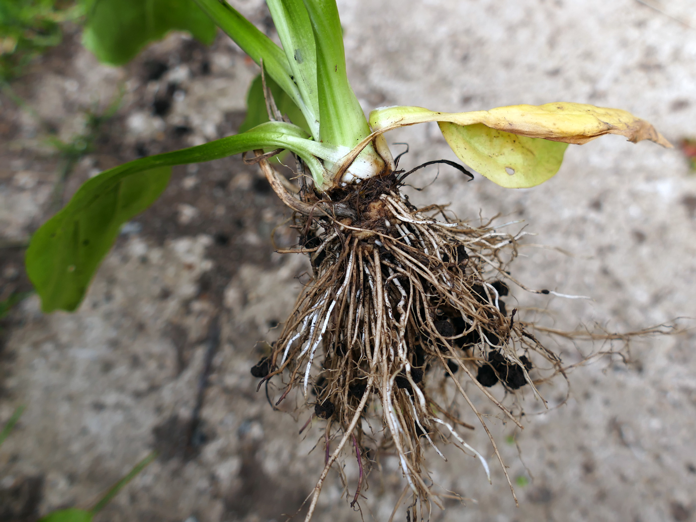 Image of Plantago major specimen.