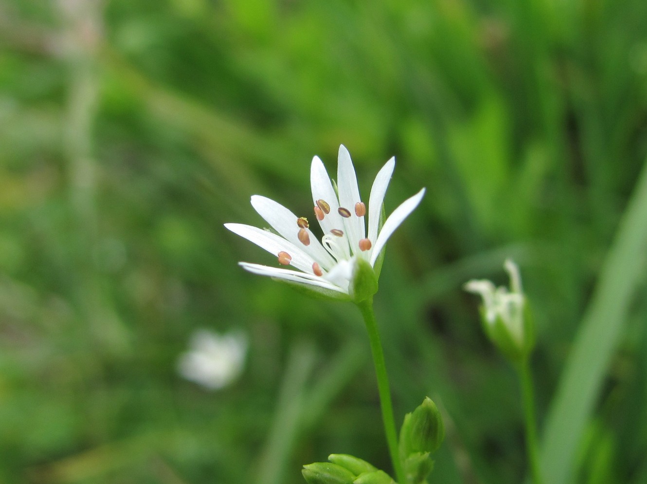 Изображение особи Stellaria anagalloides.