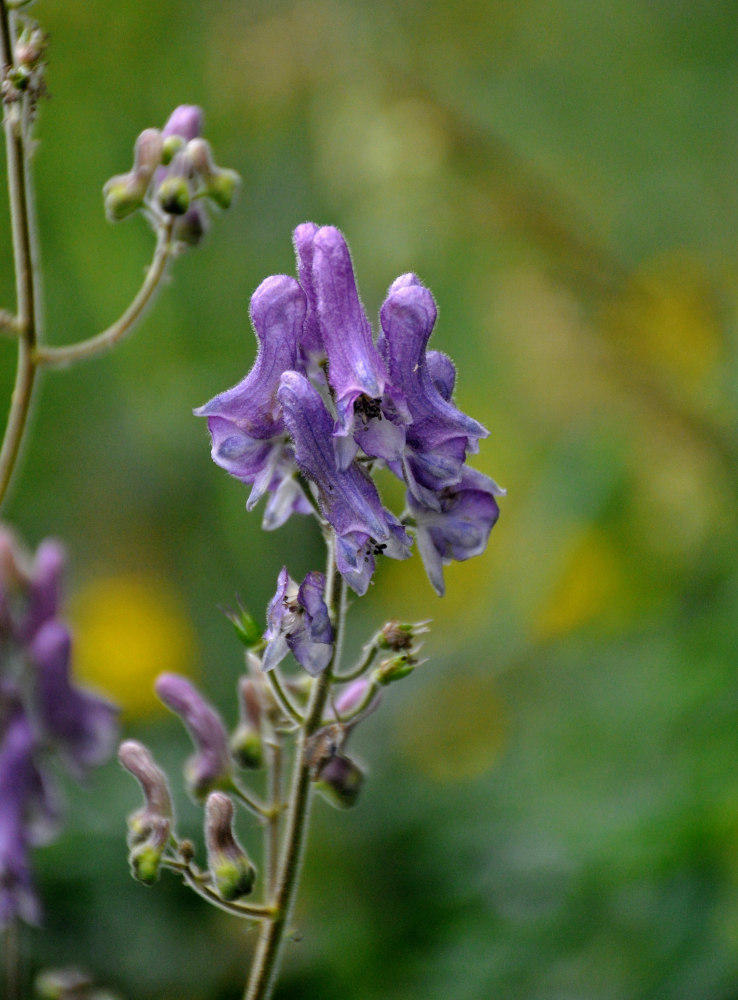 Image of Aconitum septentrionale specimen.