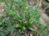 Plantago lanceolata