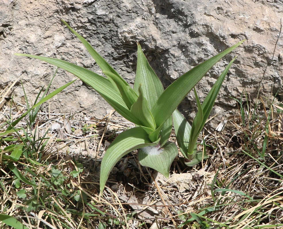 Изображение особи Epipactis veratrifolia.