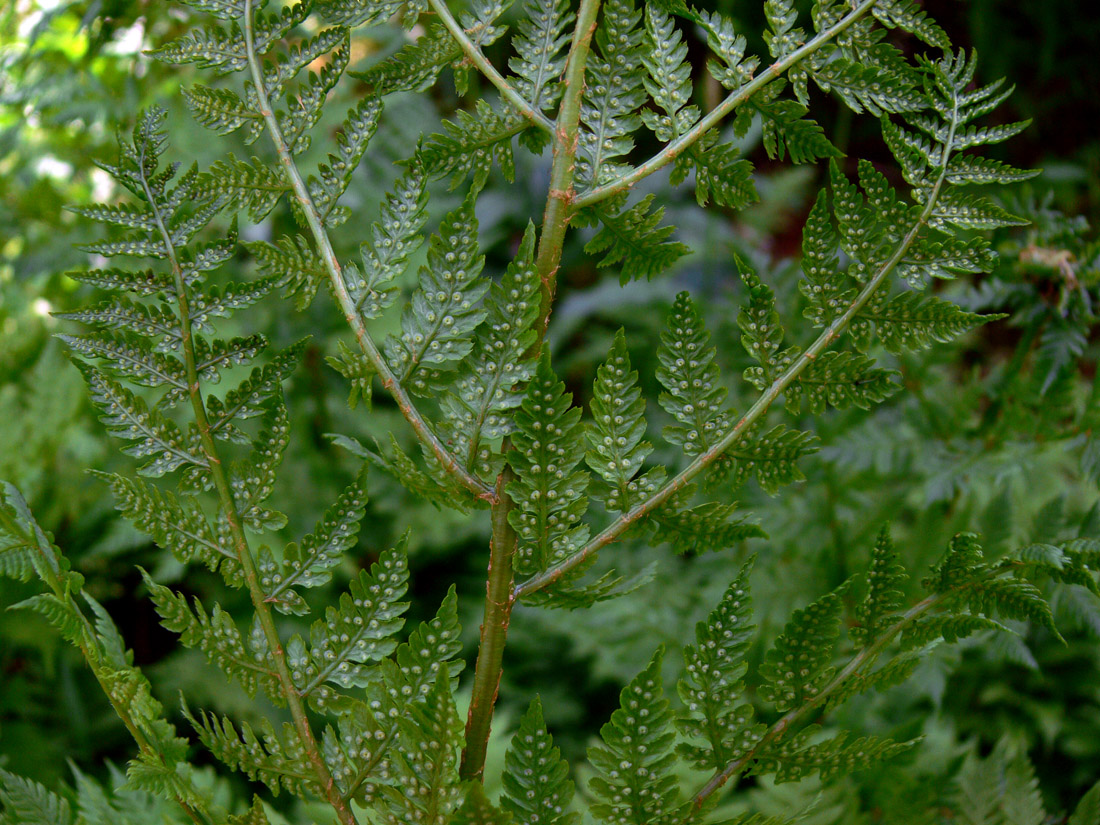 Изображение особи Dryopteris assimilis.