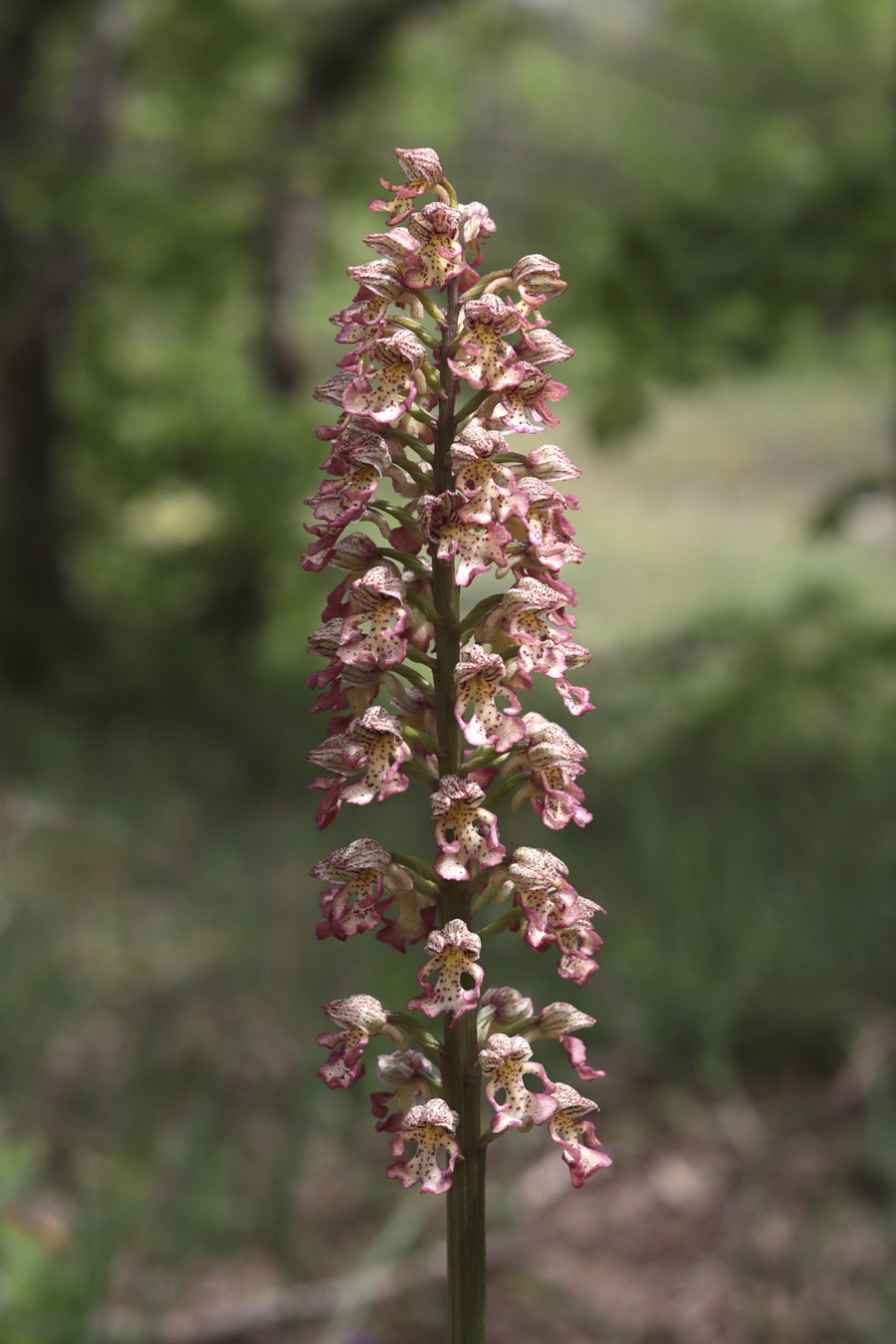 Image of Orchis &times; wulffiana specimen.