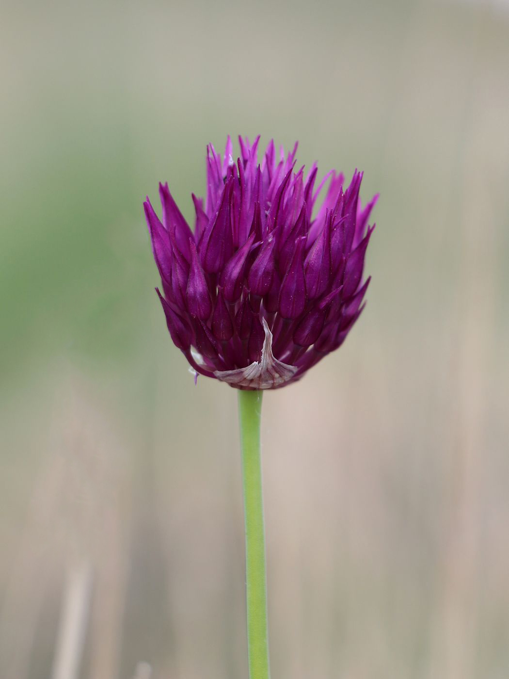 Image of Allium jodanthum specimen.