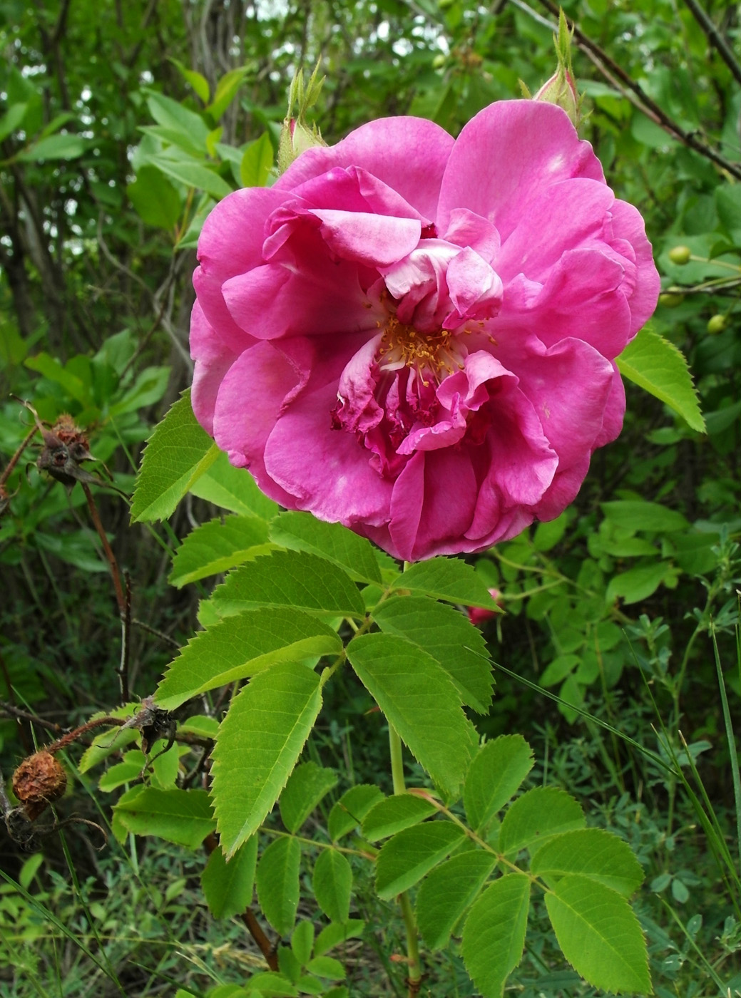 Image of Rosa damascena specimen.