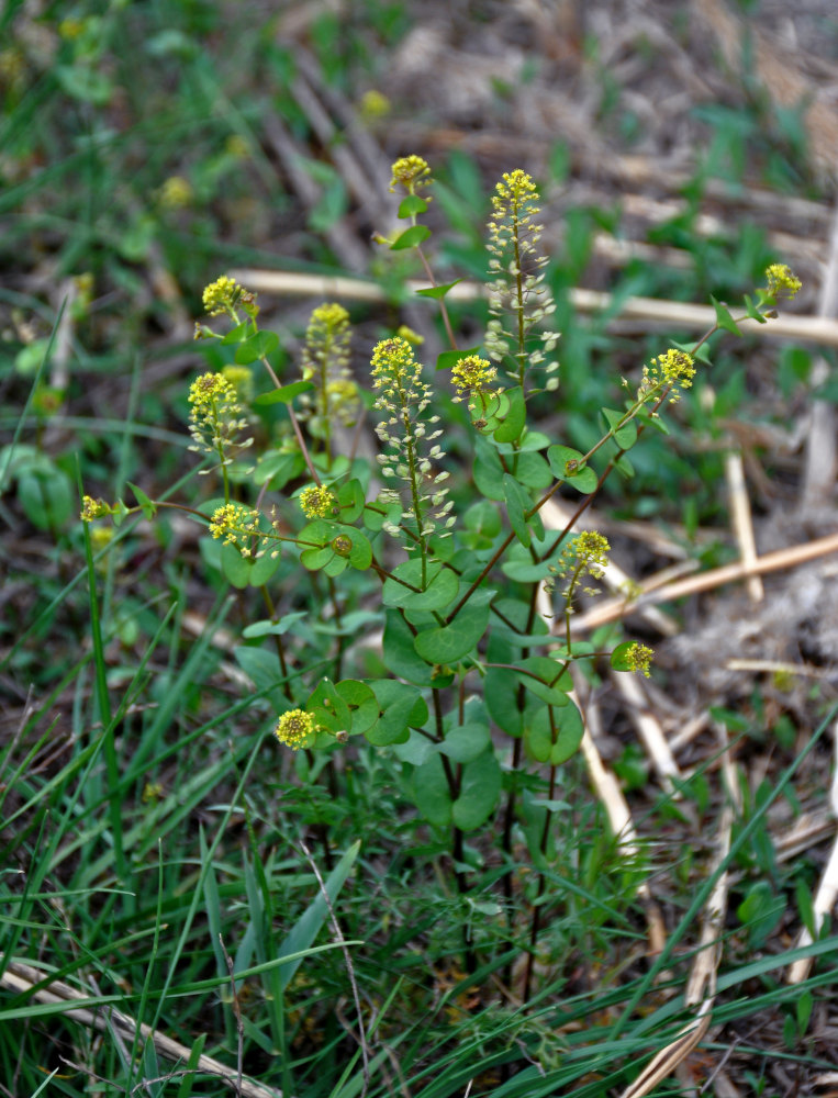 Изображение особи Lepidium perfoliatum.