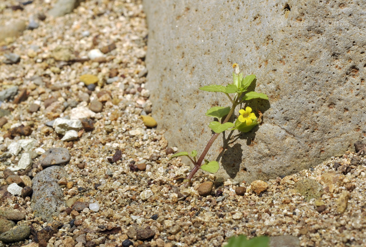 Изображение особи Mimulus tenellus.