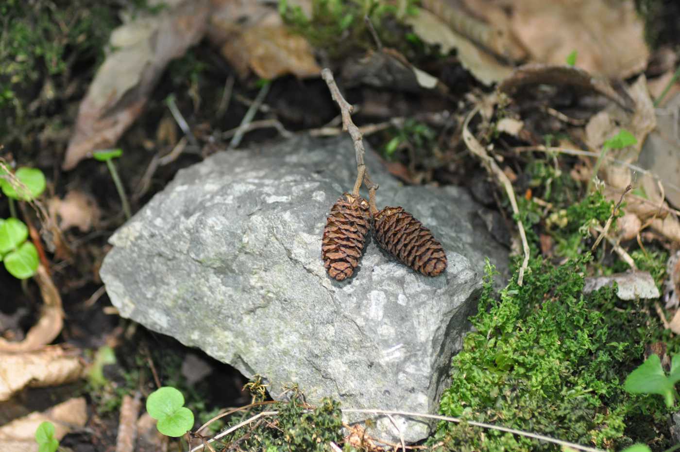 Image of Alnus subcordata specimen.