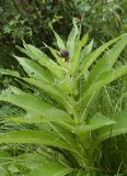 Cirsium helenioides