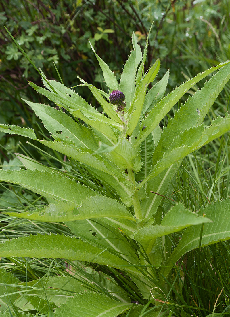 Изображение особи Cirsium helenioides.