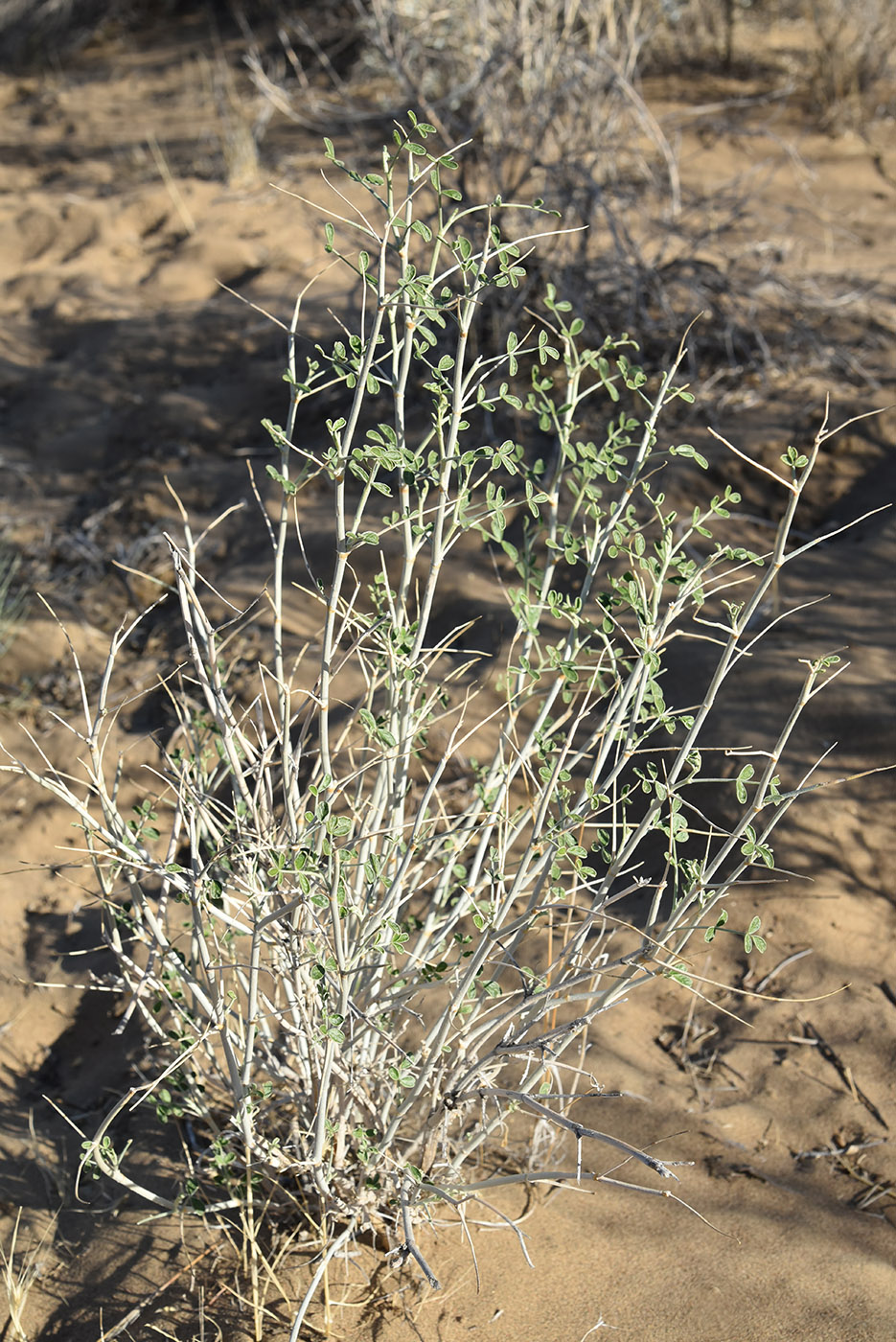 Image of genus Astragalus specimen.