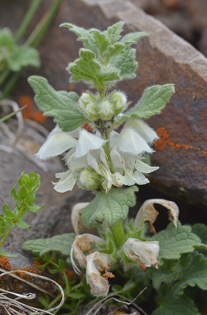 Image of Lamium tomentosum specimen.