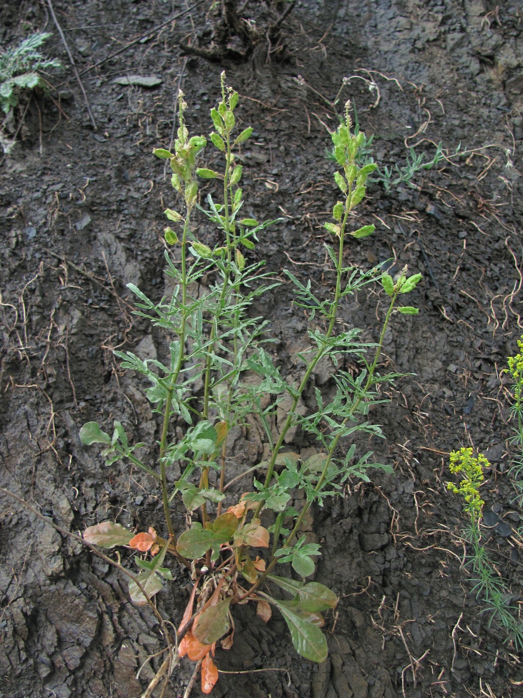 Image of Reseda lutea specimen.