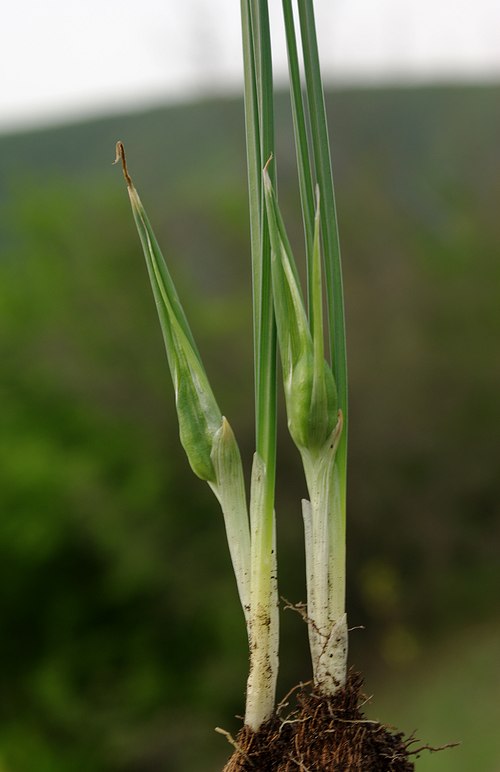 Image of Iridodictyum reticulatum specimen.