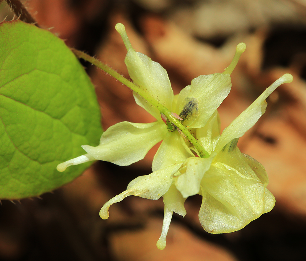 Image of Epimedium koreanum specimen.