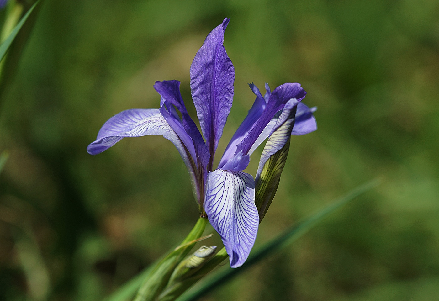 Изображение особи Iris biglumis.