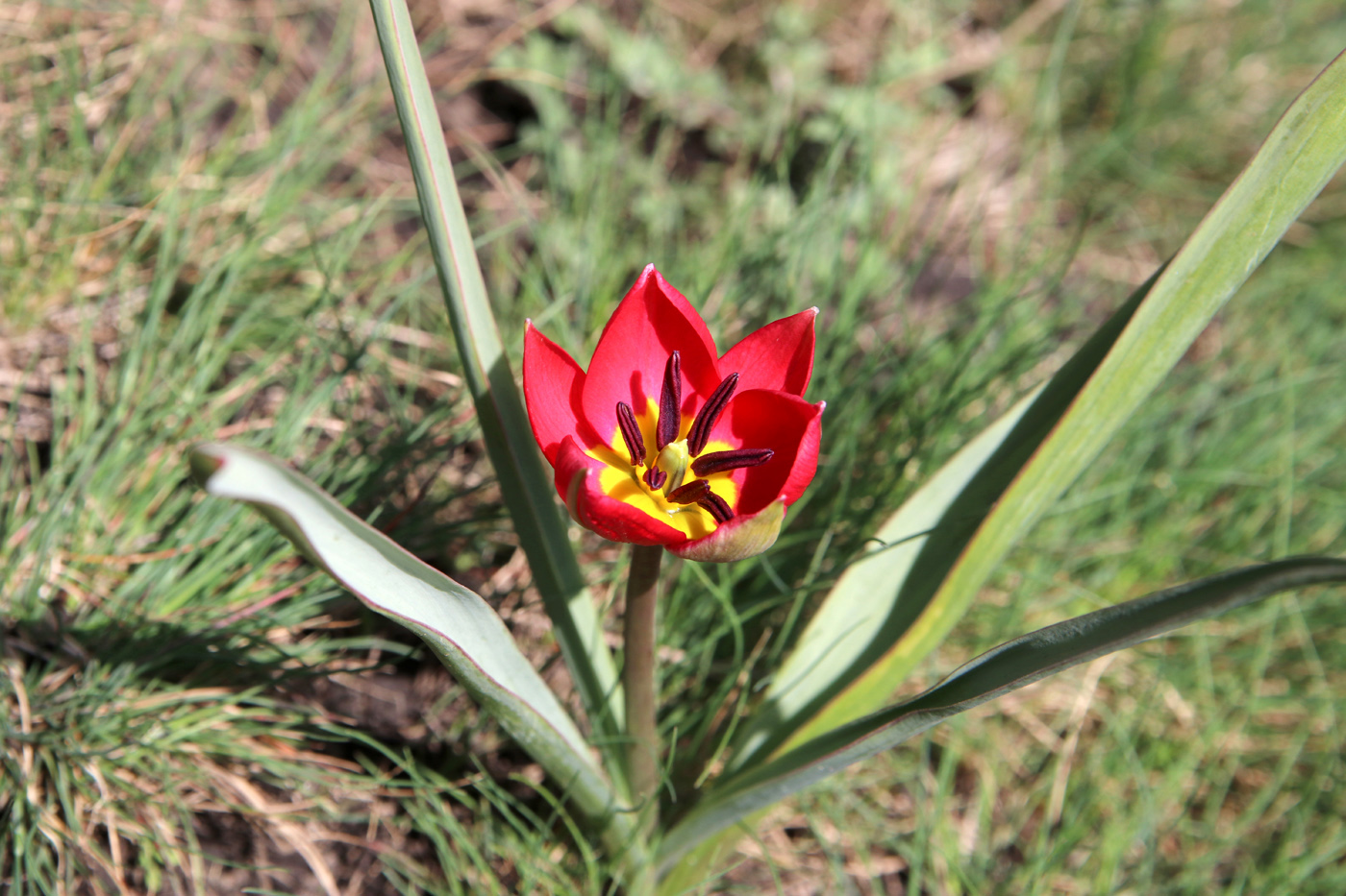 Image of Tulipa humilis specimen.