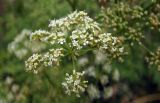 Смотреть изображение Conium maculatum