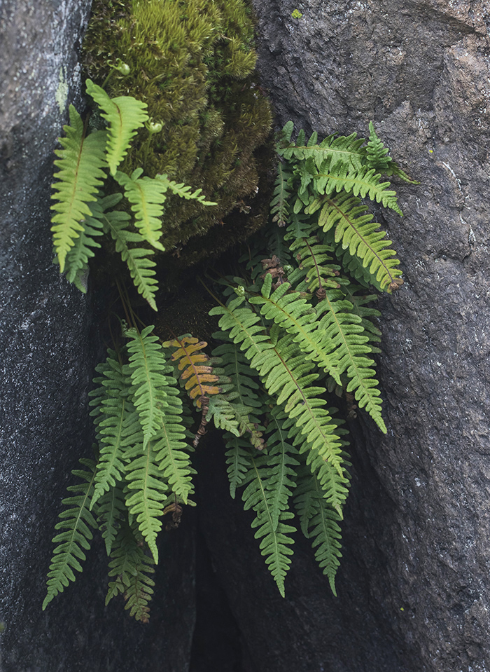 Изображение особи Polypodium vulgare.