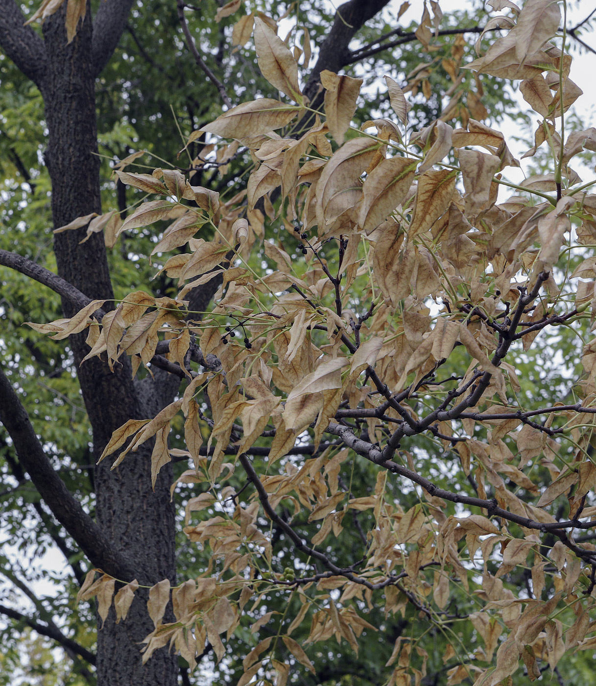 Изображение особи Phellodendron amurense.