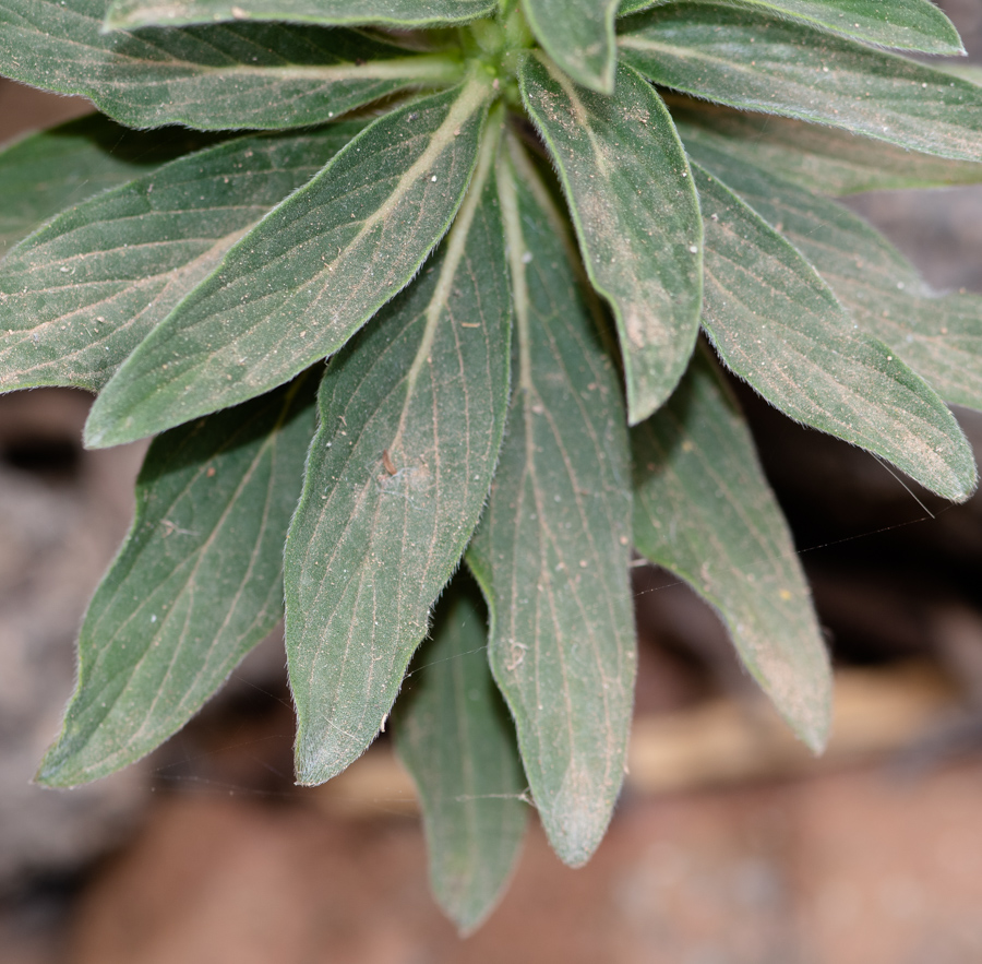 Изображение особи Echium handiense.