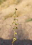 Artemisia scoparia