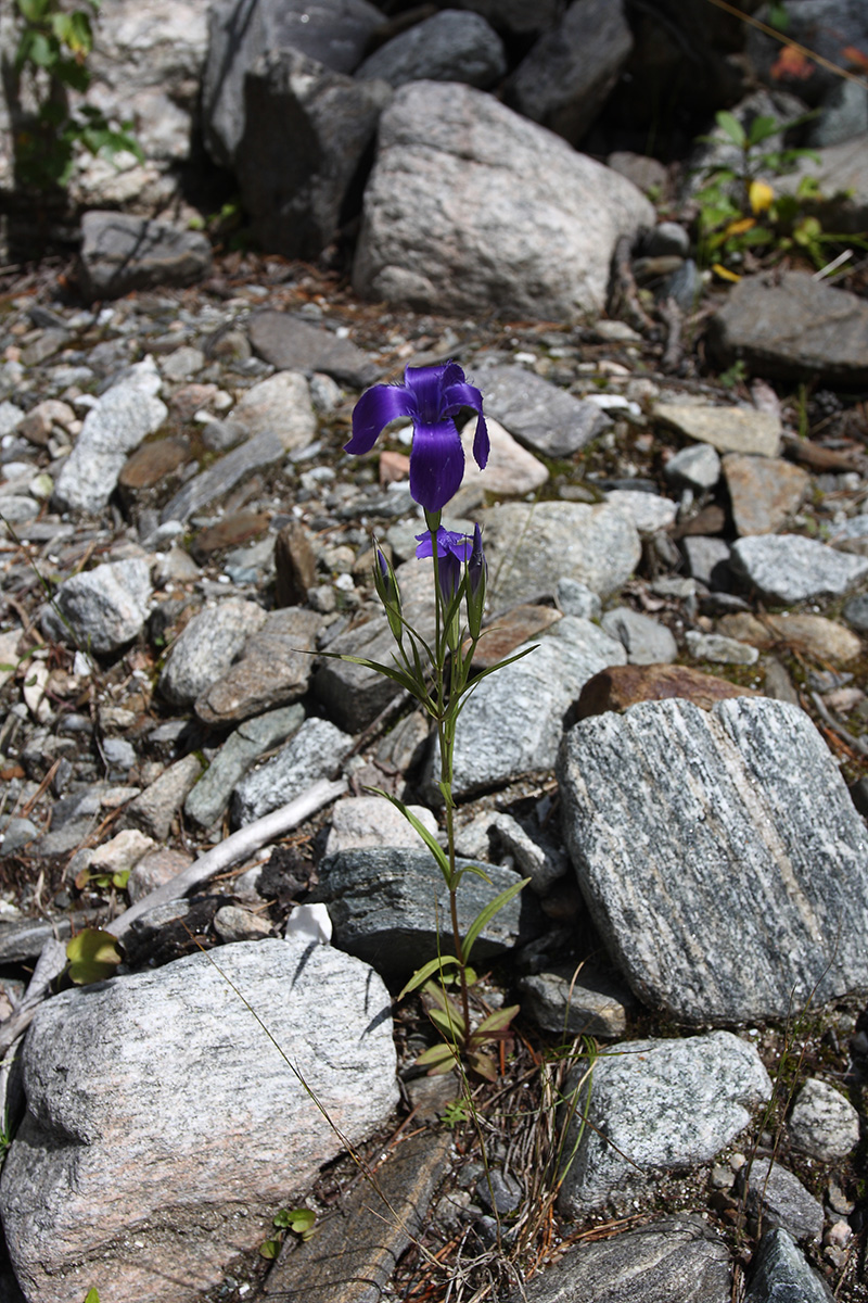 Image of Gentianopsis barbata specimen.