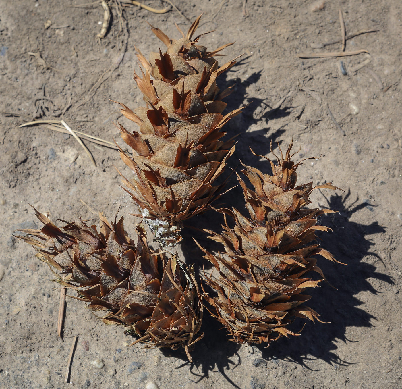 Изображение особи Pseudotsuga menziesii.