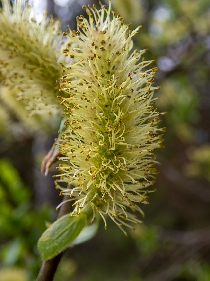 Изображение особи Salix myrsinifolia.