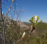 Sorbus taurica