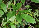 Rubus idaeus