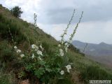 Смотреть изображение Alcea nudiflora