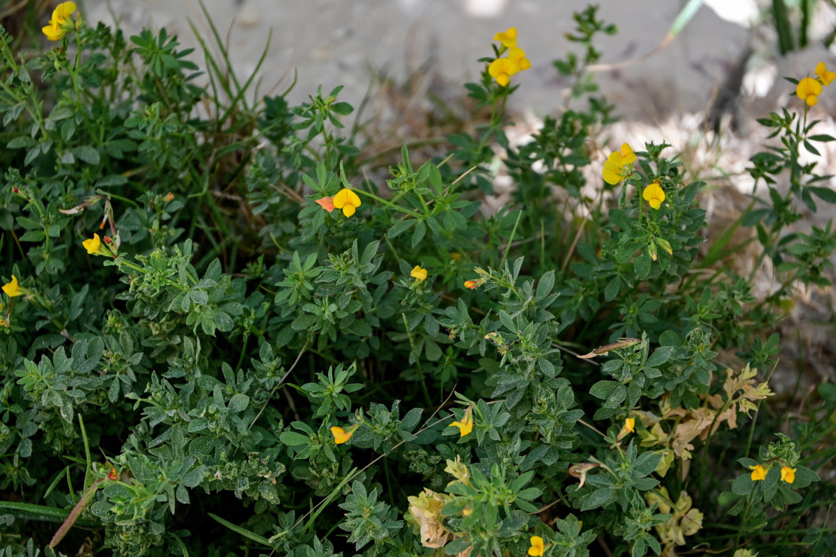 Image of genus Lotus specimen.