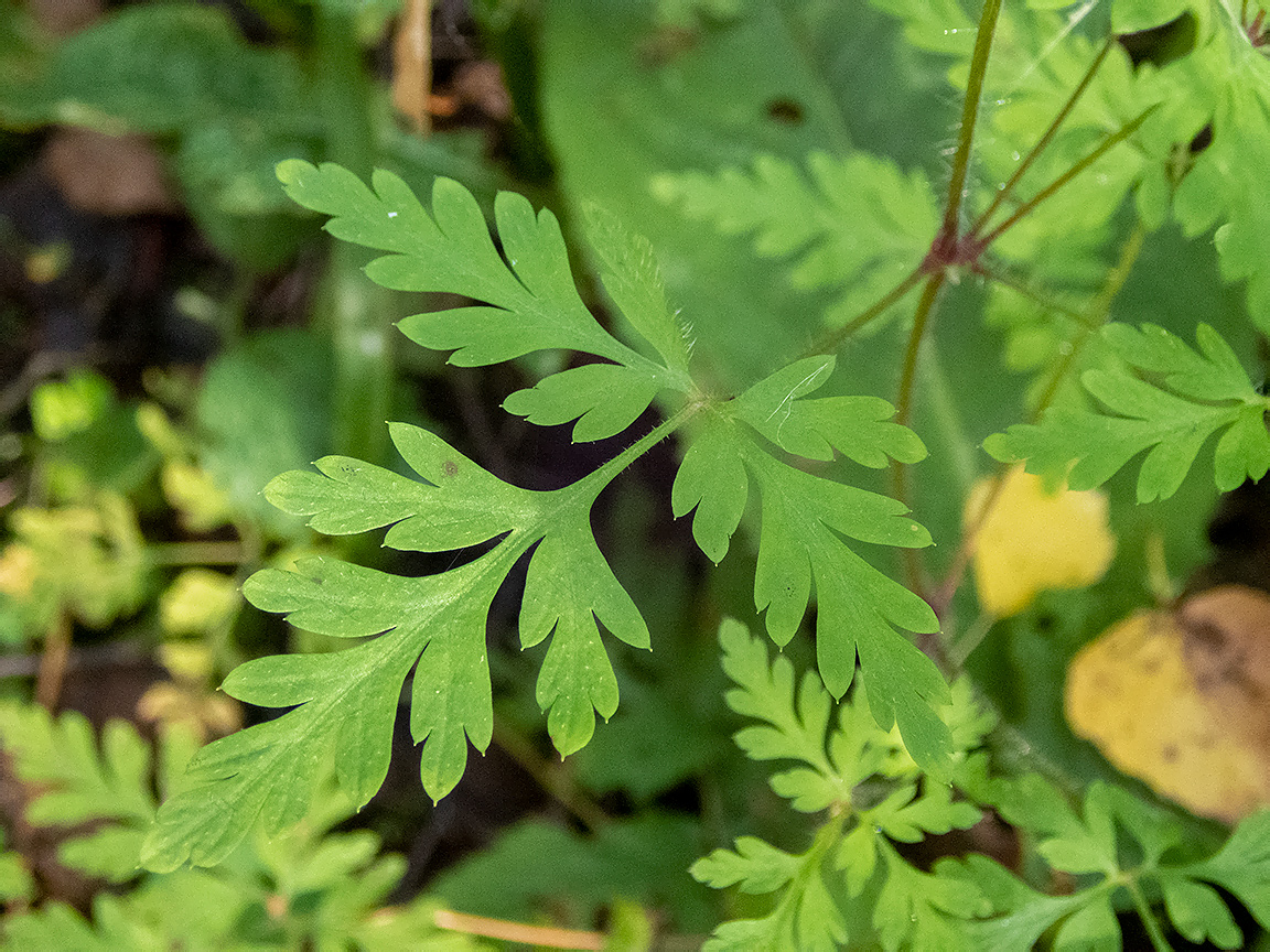 Изображение особи Geranium robertianum.