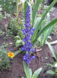 Salvia farinacea