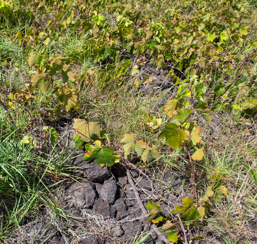 Image of Vitis vinifera specimen.